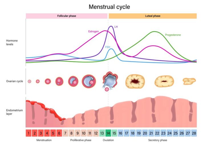 The menstruation cycle