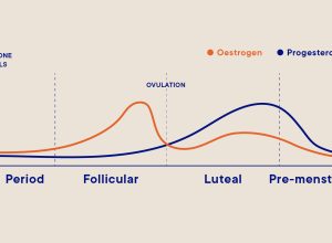 Hormones during menstrual cycle